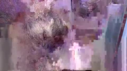 69bidam online show from December 14, 2:11 pm