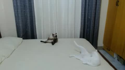 Amber online show from February 3, 5:03 pm