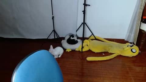 _the_dark_side_of_the_moon_ online show from March 19, 1:53 am