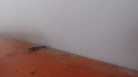 Alexamdergal online show from November 24, 12:21 am