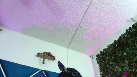 Alexa online show from March 27, 2:28 am