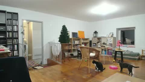 Alice online show from December 6, 5:53 am