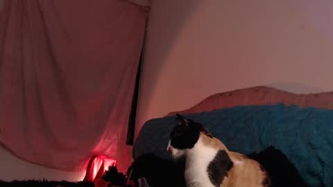 Ally online show from February 28, 3:04 am