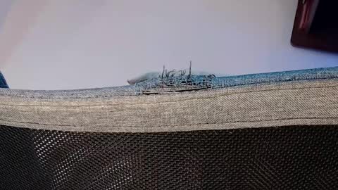 Shane online show from November 1, 8:11 pm