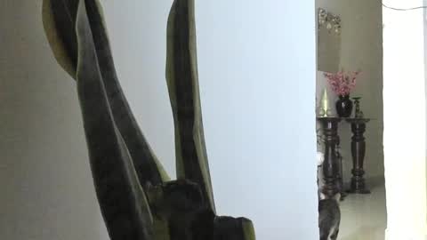 Ana Pakerman online show from March 9, 12:42 am