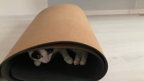 Snapshot of anntics_ chatting on October 12, 8:57 am N  antics online show from October 12, 8:57 am