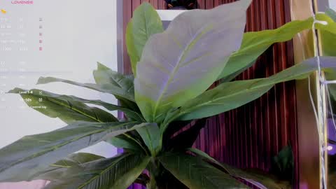 Ana online show from January 20, 11:35 am