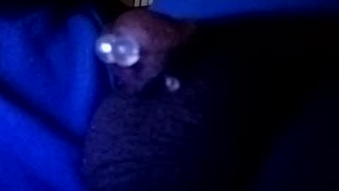 Snapshot of bcfalcon69 chatting on August 1, 3:39 am bcfalcon69 online show from August 1, 3:39 am