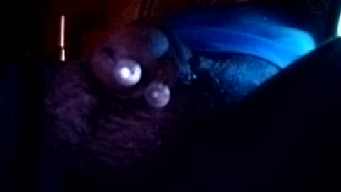Snapshot of bcfalcon69 chatting on August 2, 3:38 am bcfalcon69 online show from August 2, 3:38 am