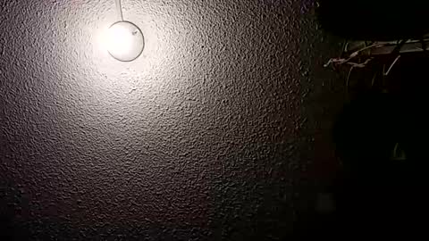 Snapshot of before_the_dawn chatting on October 21, 2:23 am Demian online show from October 21, 2:23 am