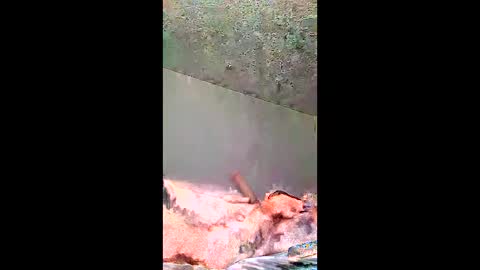 bigernine online show from January 10, 11:23 am