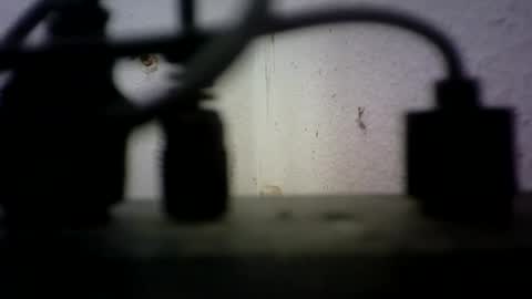 Snapshot of bisex244 chatting on June 21, 9:23 am Bisex244 online show from June 21, 9:23 am