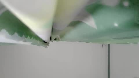Snapshot of bongga_kaday chatting on September 9, 2:33 am bongga_kaday online show from September 9, 2:33 am
