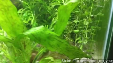 Booker Baxton online show from December 18, 4:09 am