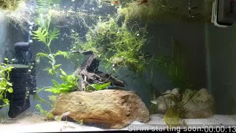 Booker Baxton online show from December 24, 4:11 am