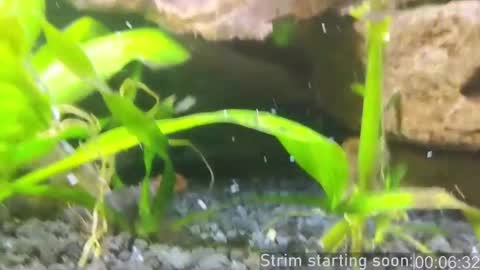 Booker Baxton online show from March 1, 4:04 am