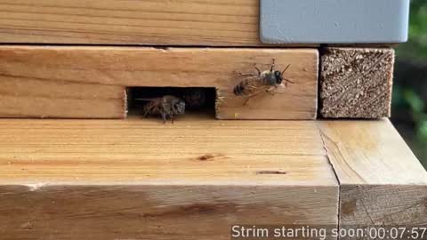 Booker Baxton online show from October 3, 3:03 am