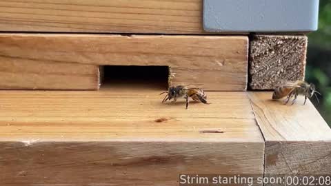 Booker Baxton online show from December 14, 4:07 am