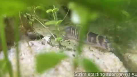 Booker Baxton online show from February 20, 4:09 am