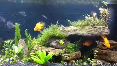 Booker Baxton online show from March 26, 3:01 am