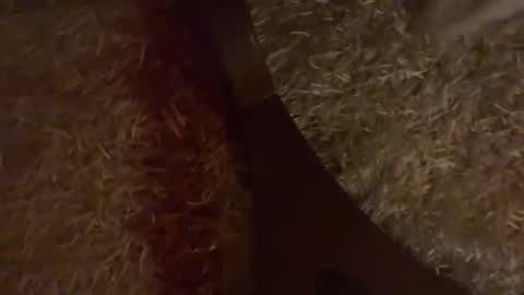 Brian boy online show from October 28, 3:25 pm