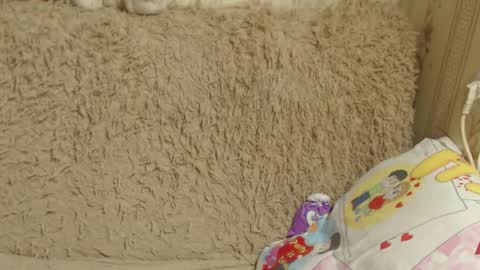 say meow and send tip  online show from December 26, 3:42 pm