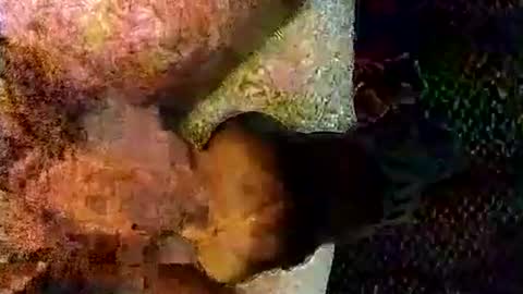 catdaddy179057 online show from March 6, 11:17 am