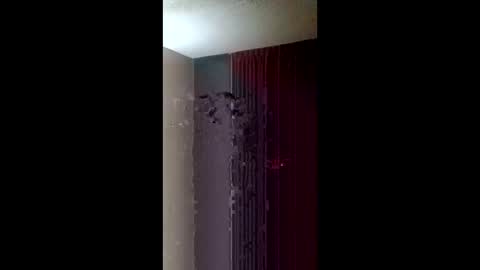 Snapshot of chandelier6969 chatting on March 22, 7:34 am Roxy and Royce online show from March 22, 7:34 am