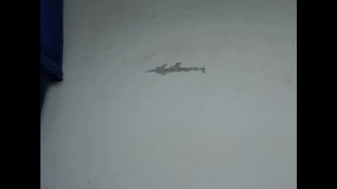 cornxcunt online show from February 11, 4:56 pm