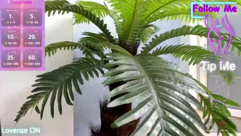 tattoodoll online show from November 10, 5:28 am