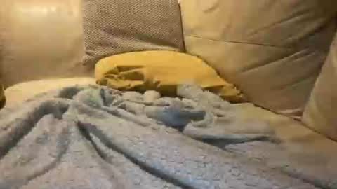 Snapshot of cumfar1985 chatting on December 18, 2:39 am Cumfar online show from December 18, 2:39 am