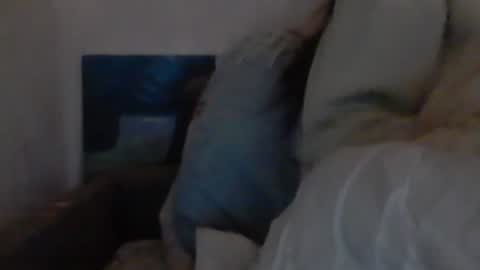 cutekattie online show from December 18, 9:36 am