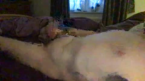 Snapshot of daddymoans4u chatting on December 11, 8:15 am daddymoans4u online show from December 11, 8:15 am