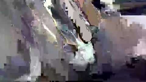 GIANT  Lamar  72 ft  tall  with a  10 inches  BBC   hard quick cumshot in private show lets go online show from March 26, 12:00 pm