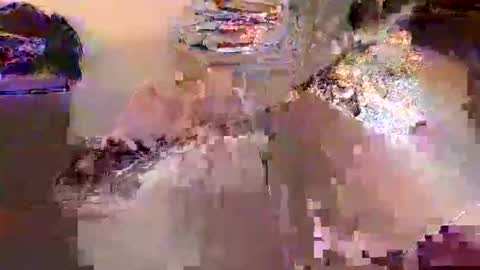 dafo1980 online show from April 17, 12:30 pm