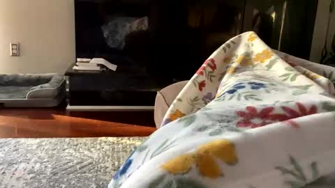 dannyboy621 online show from October 26, 1:17 pm