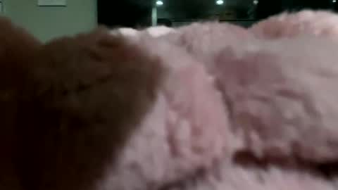 dannyboy621 online show from November 10, 2:10 am