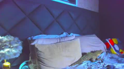 Dany online show from November 28, 4:42 pm