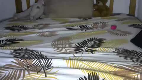 Snapshot of dark_rose3 chatting on October 4, 8:56 am dark_rose3 online show from October 4, 8:56 am