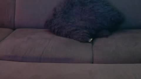 Snapshot of davesbabe14 chatting on January 8, 12:49 am Sophie Dave online show from January 8, 12:49 am