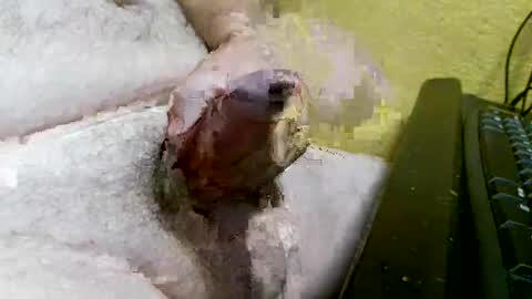 didyoujustseethat online show from October 7, 6:10 am