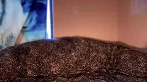 dove_love22 online show from January 12, 5:18 pm