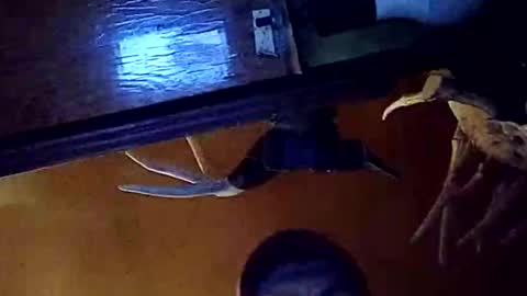 Snapshot of dukester36 chatting on May 26, 3:46 am dukester36 online show from May 26, 3:46 am