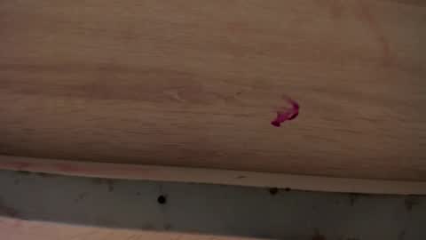 dylanroyce_ online show from April 1, 1:41 pm