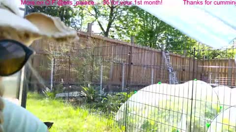 Snapshot of ells_palace chatting on June 3, 2:19 pm Ella Bella Bo Bella online show from June 3, 2:19 pm