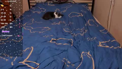 Snapshot of eva_zero chatting on February 27, 3:12 pm Eva online show from February 27, 3:12 pm