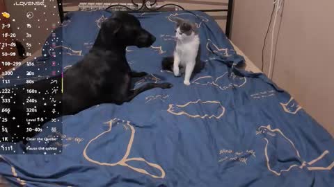 Snapshot of eva_zero chatting on March 3, 2:01 pm Eva online show from March 3, 2:01 pm