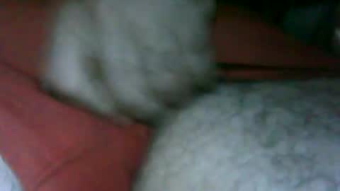 fer_2197 online show from November 13, 2:49 pm