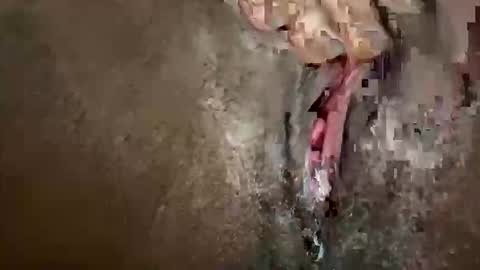 glazehoney online show from October 28, 3:25 pm