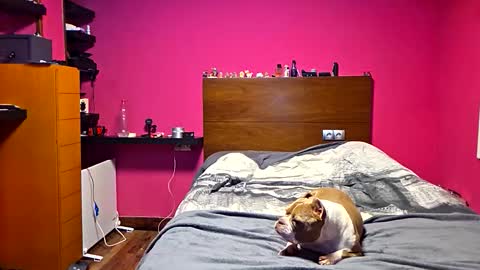 gonzalo online show from March 23, 12:36 am